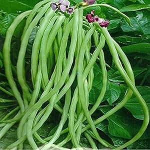 Cowpea seeds-100 Seeds(karamani-Tamil,lobia-Hindi): Amazon.in: Garden
