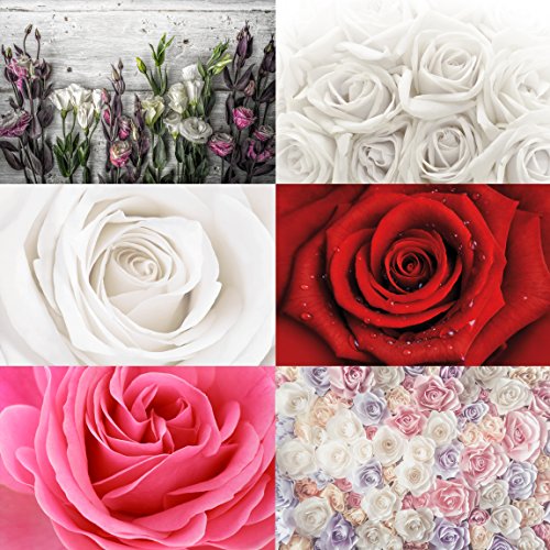 Vliestapete – Top Rosen Tapeten – 6 hochwertige Motive zur Auswahl – Fototapete Breit Vlies Tapete Wandtapete XXL Wandbild Foto 3D Fototapete Wohnzimmer Schlafzimmer Kinderzimmer, Größe HxB: 225cm x 336cm; Motiv: Pretty White Rose - 3