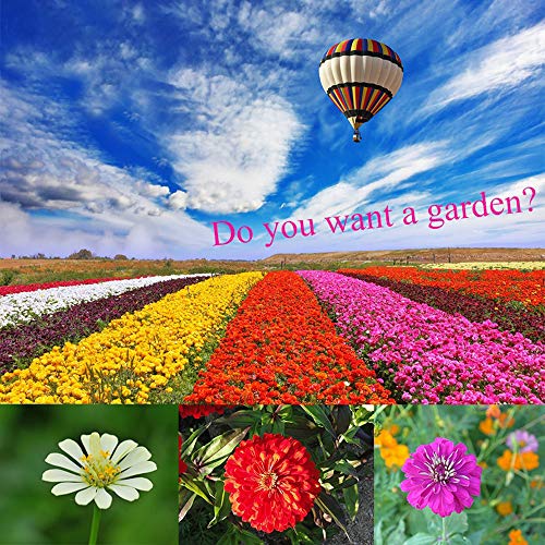 Harddo Zinnia Seed Semi di Fiori da Giardino Mini Semi di Piante da Giardino