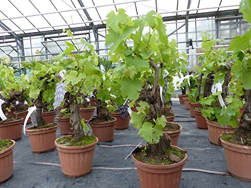 Bonsai Vitis Vinifera knorrige Weinrebe Weinstock Weintraube Traube - 2