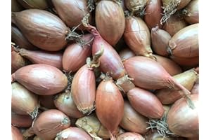 AMOREBIO Schalotten 4 kg