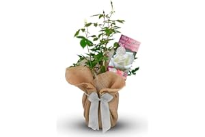 CARBETH PLANTS Blue Sapphire Rose Bush - 65th Anniversary Rose Bush Gift - Gift Wrapped Rose Bush in a 3 Litre Pot (1 Plant)