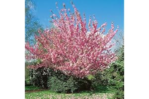 PFLANZEN BÖRING Prunus serrulata Kanzan auf Stamm - Japanische Nelkenkirsche, Höhe: 180-190 cm + Dünger
