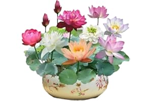 ERISAMO The Sacred Bonsai Bowl Lotus Flower - 7 Days Germination, Bonsai Bowl Lotus Flower Seeds, Water Lily Planting in Water Lotus Seeds for Kitchen Garden Pond (200Pcs)