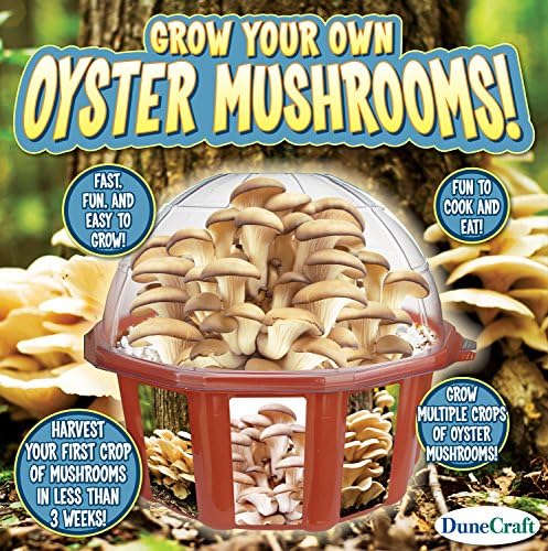 DuneCraft 22849 Grow Your Own Mushrooms Dome Terrarium