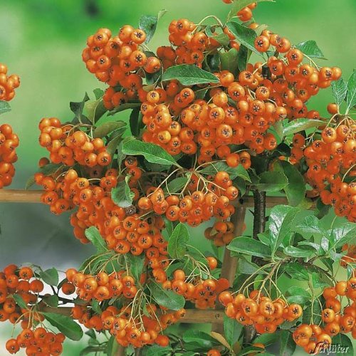 Feuerdorn Orange Glow Pyracantha Orange – Immergrüne Pflanze als Sichtschutz-Hecke - Heckenpflanze / Kletterpflanze von Garten Schlüter