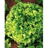 AGRODAL TARIM Horse Seed Local Curly Lettuce Fusun 1000 Seeds