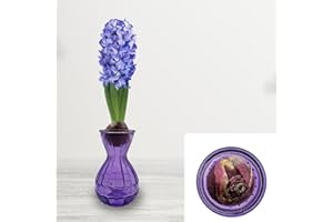 BOTANICAL BLISS 1 Hyacinth Delft Blue Glass Bulb Kit – Sweetly Scented Spring Flower – Perfect for Homes – Perennial Suitable for UK Climate