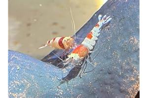 Topbilliger Tiere Red Bee Garnele - Caridina logemanni - Bienengarnele 5X