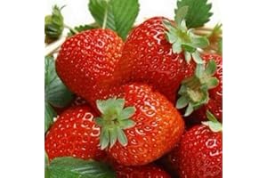 Haloppe 100 Piezas de Semillas de Frutas de Fresa para Plantar en el jardín del hogar, Semillas de Fresas Dulces para el hogar, jardín, Granja, Plantas de Frutas Rojo