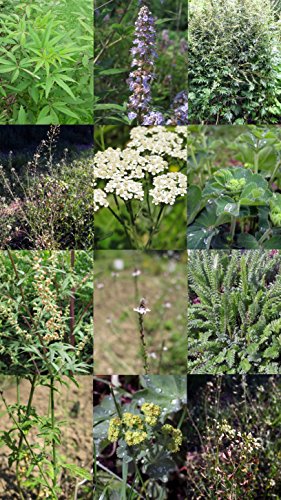 Saatgut Set: ‚Wichtige Heilpflanzen der Frauenheilkunde‘, 6 Heilkräutersorten als Samen zur Anzucht für den Garten in schöner Geschenkverpackung - 2