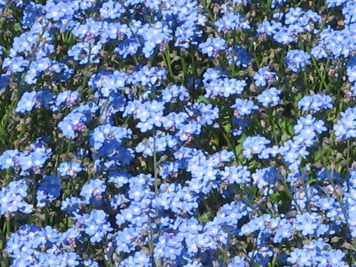 Vergiss Mein Nicht - Myosotis sylvatica - 200 Samen
