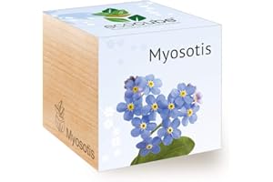 Feel Green Ecocube Myosotis (Forget-Me-Not), Idée Cadeau (100% Ecologique), Grow-Your-Own/Kit Prêt-à-Pousser, Plantes Dans Des Cubes En Bois 7.5cm, Produit En Autriche