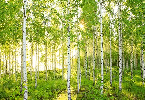 Vliestapete Fototapete National Geographic SUNDAY 368x248cm, Birkenwald Frühling