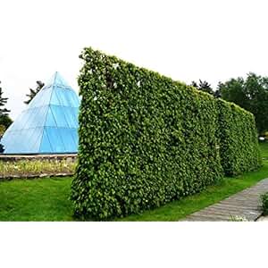 Suchergebnis auf Amazon.de für: Über 200 EUR - Blumen & Pflanzen: Garten