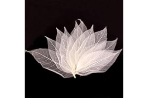 Colcolo 50 Magnolien Skelettblätter Skelettblätter Anordnung Der Trocknenden Blätter, Weiß