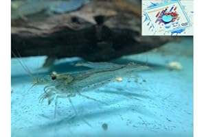 Topbilliger Tiere Amano Garnele Caridina multidentata 2-4 cm 10x und 2 Mooskugeln