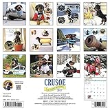 Image de Crusoe the Celebrity Dachshund 2017 Calendar