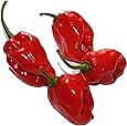 Habanero Red (Eine der schärfsten Chilis der Welt) 20 Samen