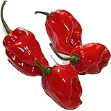 Habanero Red (Eine der schärfsten Chilis der Welt) 20 Samen