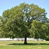 Bonsai eu Bonsai eu