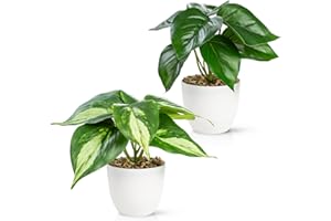 PASCH® Zestaw 2 sztucznych roślin jak prawdziwe (18 cm) w odpornych na pękanie doniczkach z melaminy, sztuczne rośliny w doniczce, sztuczne rośliny w doniczce, sztuczne kwiaty