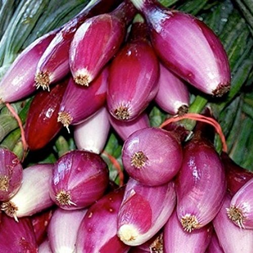 Rote Zwiebel - Torpedozwiebel - Tropeana Lunga - 300 Samen