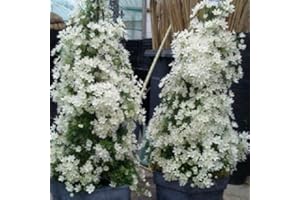 Clematide Joe - Sempreverde (per Balcone e Patio) - Vaso 1,5 litro (Pianta Rampicante - Clematis Sempreverde - Pianta Adulta - Bianco) - Muri, Pergola, Balconi e Terrazze | ClematisOnline