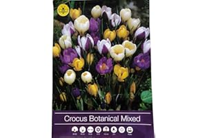 IFLO Blumenzwiebeln in Geschenkverpackung - Zwiebeln, Knollen verschiedener winterharter Pflanzen für Garten und Balkon - bunt, mehrjährig, für Topf und Beet (100 Botanische Krokusse Mix)
