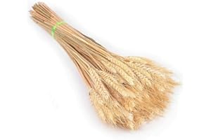 TAOYUN 25 pz/Lotto Gambi Secchi Grano Gambi di Grano Artificiale Grano Naturale Orecchio Fiori Secchi Matrimonio Disposizione dei Fiori Autunno Casa Tavolo da Pranzo Decorazione