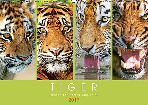 Tiger: Gestreifte Jäger aus Asien (Wandkalender 2017 DIN A2 quer): Tiger: die größte Katzenart der Erde (Monatskalender, 14 Seiten ) (CALVENDO Tiere)
