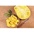 Creative Farmer Live Plant Jack Fruit All Season Plant Honey Jackfruit Low Bearing Of Indian Origin Rare Exotic Plants Garden Plant(1 Healthy Live Plant)