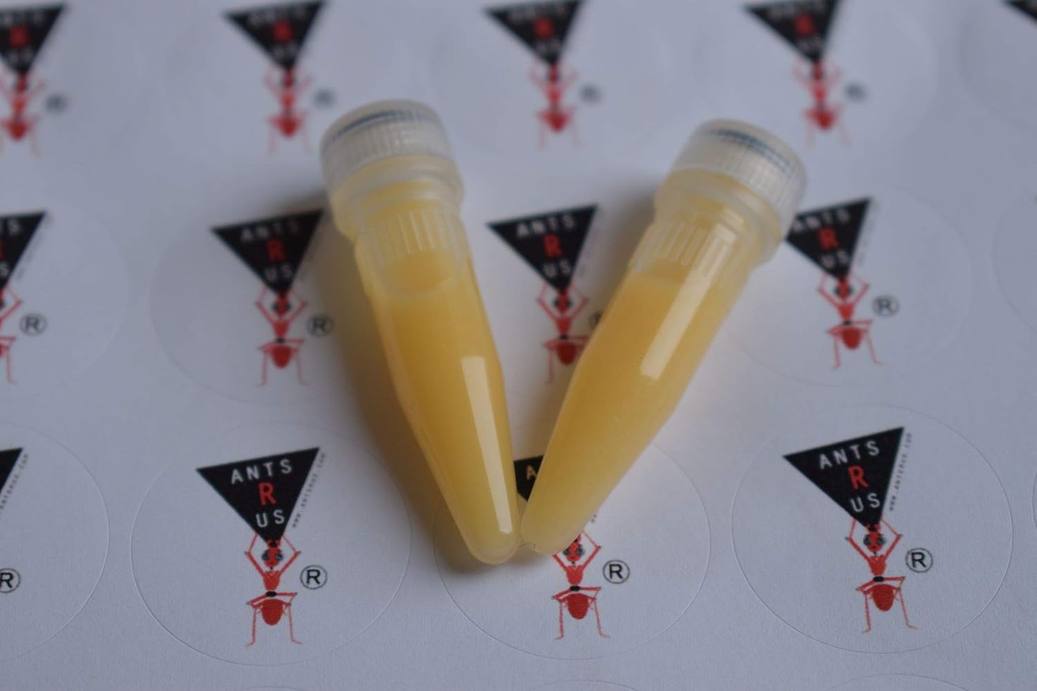 AntsRus Protein Shake for live queen ant and ants! (2 vials)