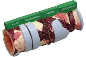 3B SCIENTIFIC GPI Anatomicals Modelo de bronquio de 4 piezas