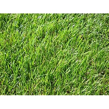 RASENLAND® Bellevue Supra | Echter Premium Rollrasen aus Deutschland