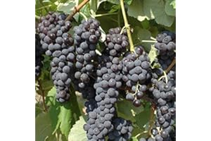 PRGA UVA Fragola Nera (1 PIANTA) Matura a Settembre produttività Elevata