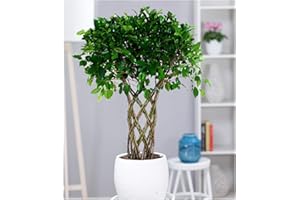 BALDUR-GARTEN GMBH BALDUR Garten Ficus exotica "Geflochtener Stamm" ca. 100-110 cm hoch, 1 Pflanze Luftreinigende Zimmerpflanze, unterstützt das Raumklima, Birkenfeige Fikusbaum, mehrjährig - frostfrei halten