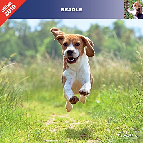 Download BEAGLE 2019 - CALENDRIER AFFIXE