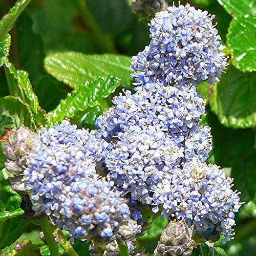 Ceanothus Griseus Yankee Point - 1 Plant - Live Outdoor Shrub in 9cm Pot