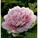 Pfingstrosen zwiebeln,Geschenke Spezielle Rhizom Seltene Arten Wurzel Schöne Staude-2 zwiebeln