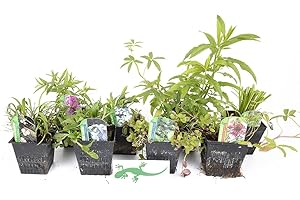 LINCOLNSHIRE POND PLANTS LTD Lincolnshire Pond Plants Crested Newt Marginal 8 Pack Potted