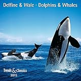 Delfine und Wale - T & C-Kalender 2015 by