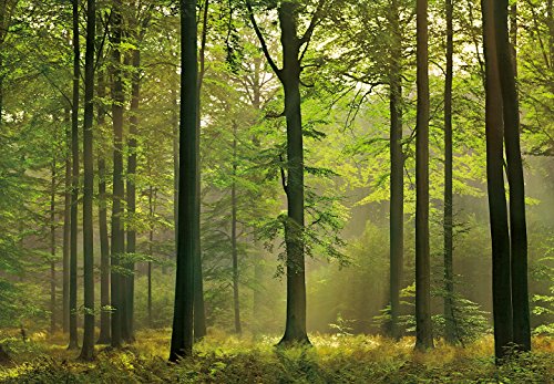 Idealdecor 216 Autumn Forest, 366 x 254 cm