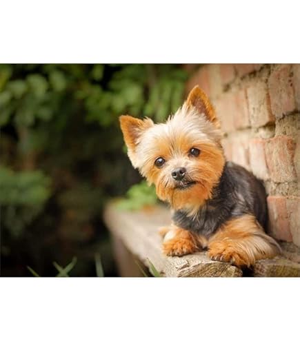 Huacan-Kit de peinture au diamant, broderie de chien Yorkshire Terrier, mosaïque animale, point de croix, carré complet, rond, décoration d'intérieur  15