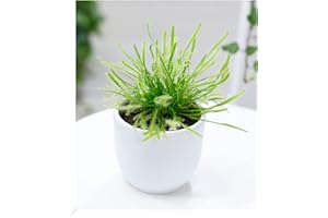 BALDUR Garten Carnivorous Plant Sundew, 1 Plant, Drosera, Natural Fly Catcher, Indoor Plant, Green Plant, Perennial - Keep Frost-Free
