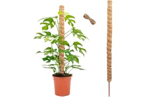 GIDWRIY Bastone per Piante Rampicanti 120 CM,Supporto Monstera Palo Muschiato perPiante Sostegno,Palo di Muschio per Piante con 2 M Corda Juta,Bastone Fibra di Cocco,Moss Pole,Plant Support Stick