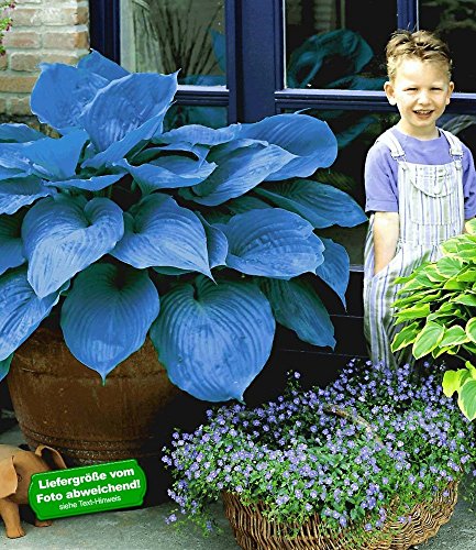 BALDUR-Garten Funkien Riesen Hosta blau 'Halycon', 2 Knollen