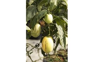 GROW YOUR SECRET GARDEN Mini pepino melone - 5 samen, Tzimbalo, Birnenmelone (Solanum caripense)
