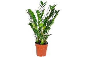 BLOOMIQUE Zamioculcas - Planta de palmera esmeralda para habitación infantil, diámetro 17 cm, altura 60 cm