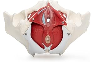 UIGJIOG Modèle Anatomique De Bassin Féminin,Modèle De Bassin Médical Anatomique Médical avec Organes Amovibles, 7 Parties, Taille De Vie pour L'affichage d'apprentissage Et D'éducation
